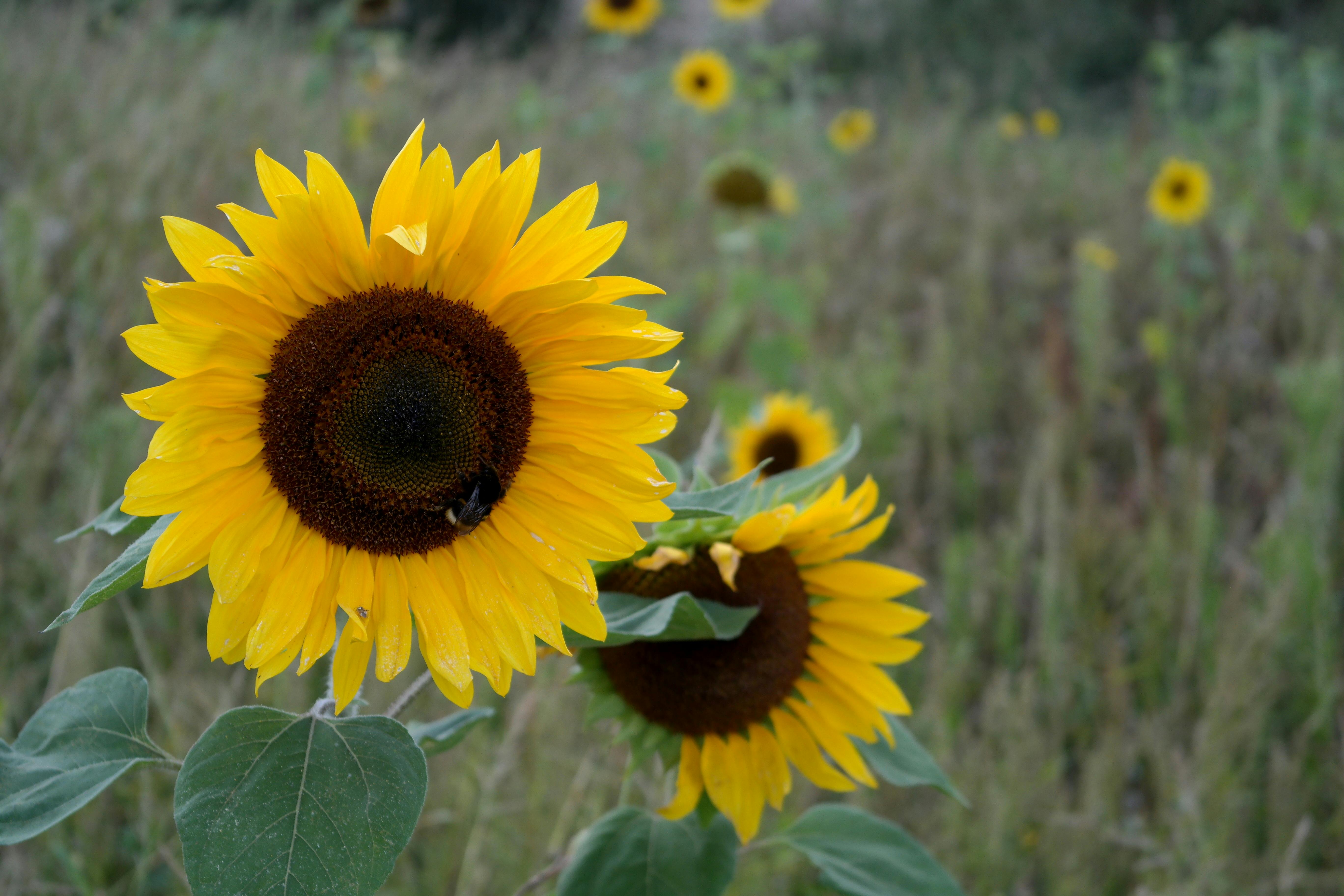 Photo de LA COLONIALE